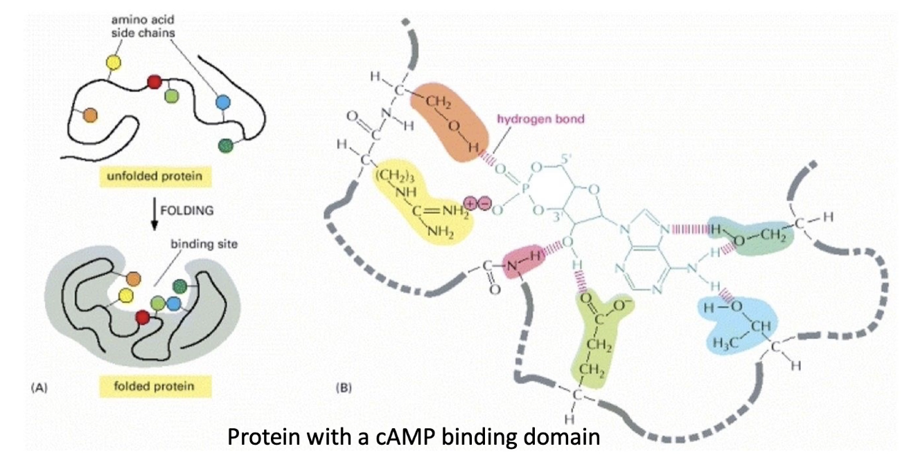 <ul><li><p class="">A ligand-binding pocket is a specific 3D cavity in a protein where a ligand binds.</p></li><li><p class="">Formed when a protein folds, bringing together amino acid residues from different parts of the primary sequence.</p></li><li><p class="">Example:</p><ul><li><p class="">cAMP-binding domain has a pocket formed by 6 key amino acids.</p></li><li><p class="">These residues directly interact with cAMP via hydrogen and ionic bonds.</p></li><li><p class="">The pocket’s shape ensures <strong>only cAMP fits well</strong>, not ATP, ADP, or cGMP.</p></li><li><p class="">Mutating even one residue can reduce affinity by altering shape or interaction ability.</p></li></ul></li></ul><p></p>