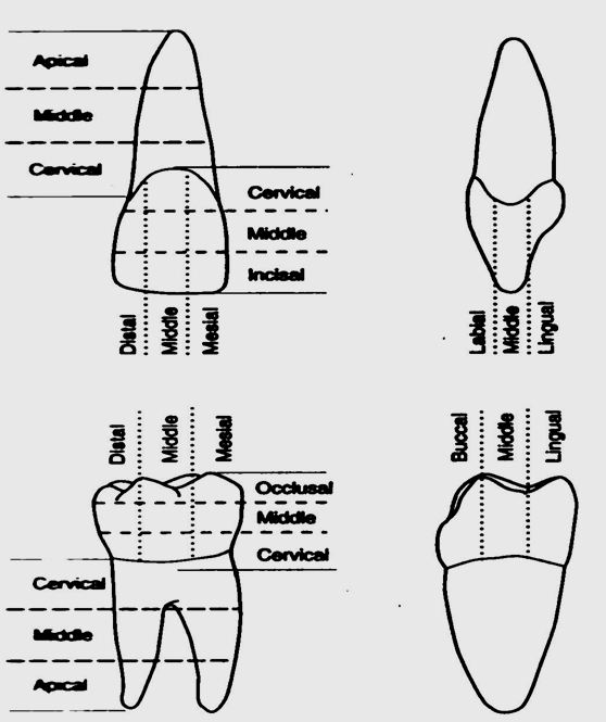 <p>Divisions of the Root</p>