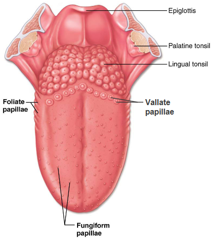 <p>Filiform Papillae</p>