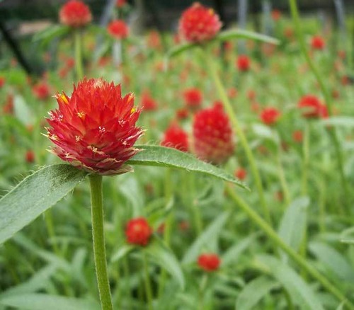 <p>Red gomphrena (Amaranthaceae)</p>