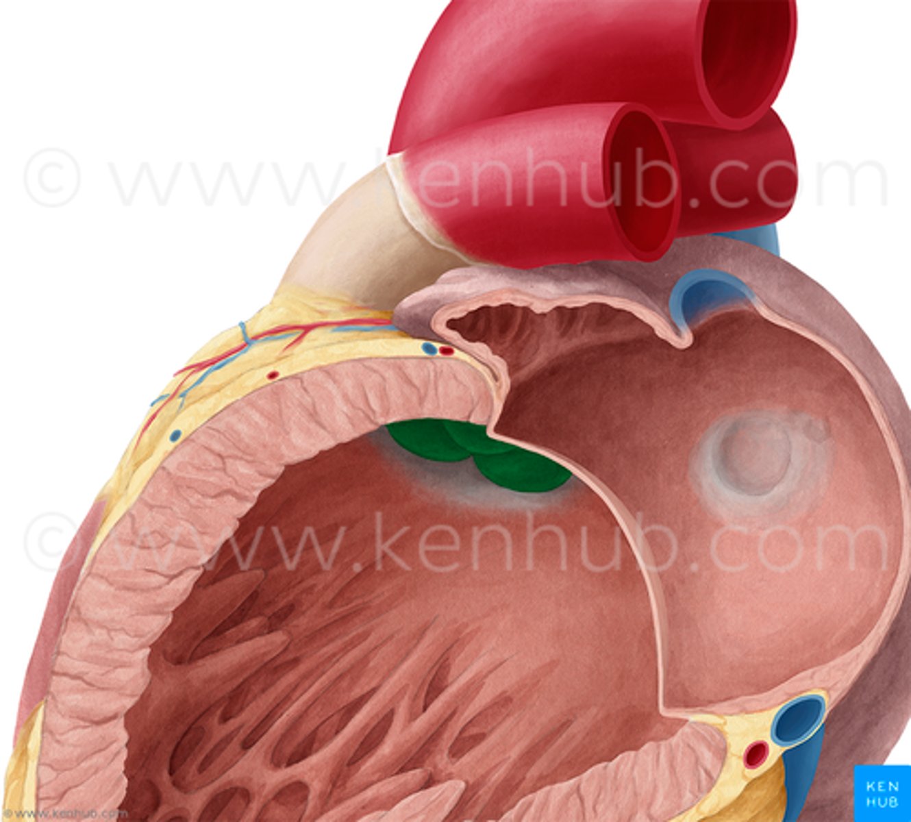 <p>smooth-walled, leading to the aortic orifice and aortic valve</p>