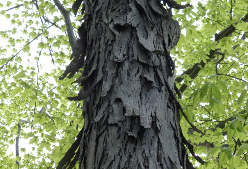 <p><em>Carya ovata</em></p><p>Juglandaceae</p>