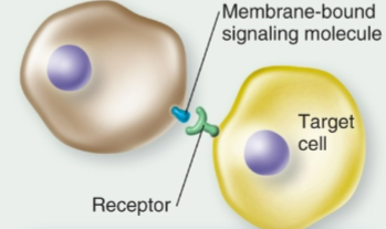<p>Contact-dependent Signaling</p>