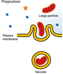 <p>Phagocytosis(cell eating)</p>