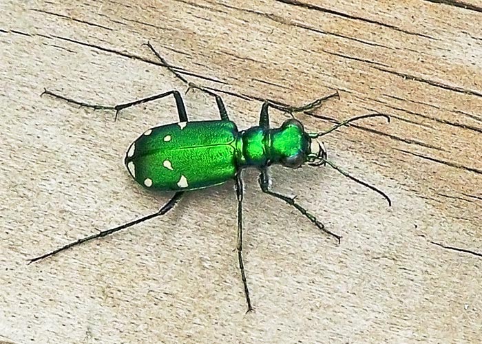 <p>Beetles</p>