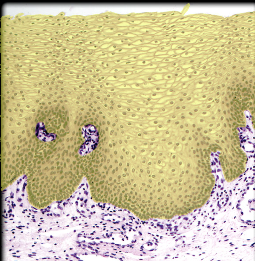 <p>Identify tissue by the image</p>
