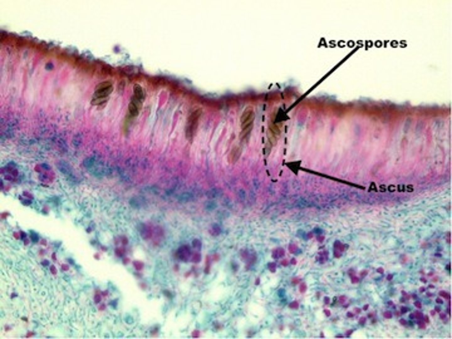 <p>a visible cuplike structure found in organisms of the phylum Ascomycota</p>