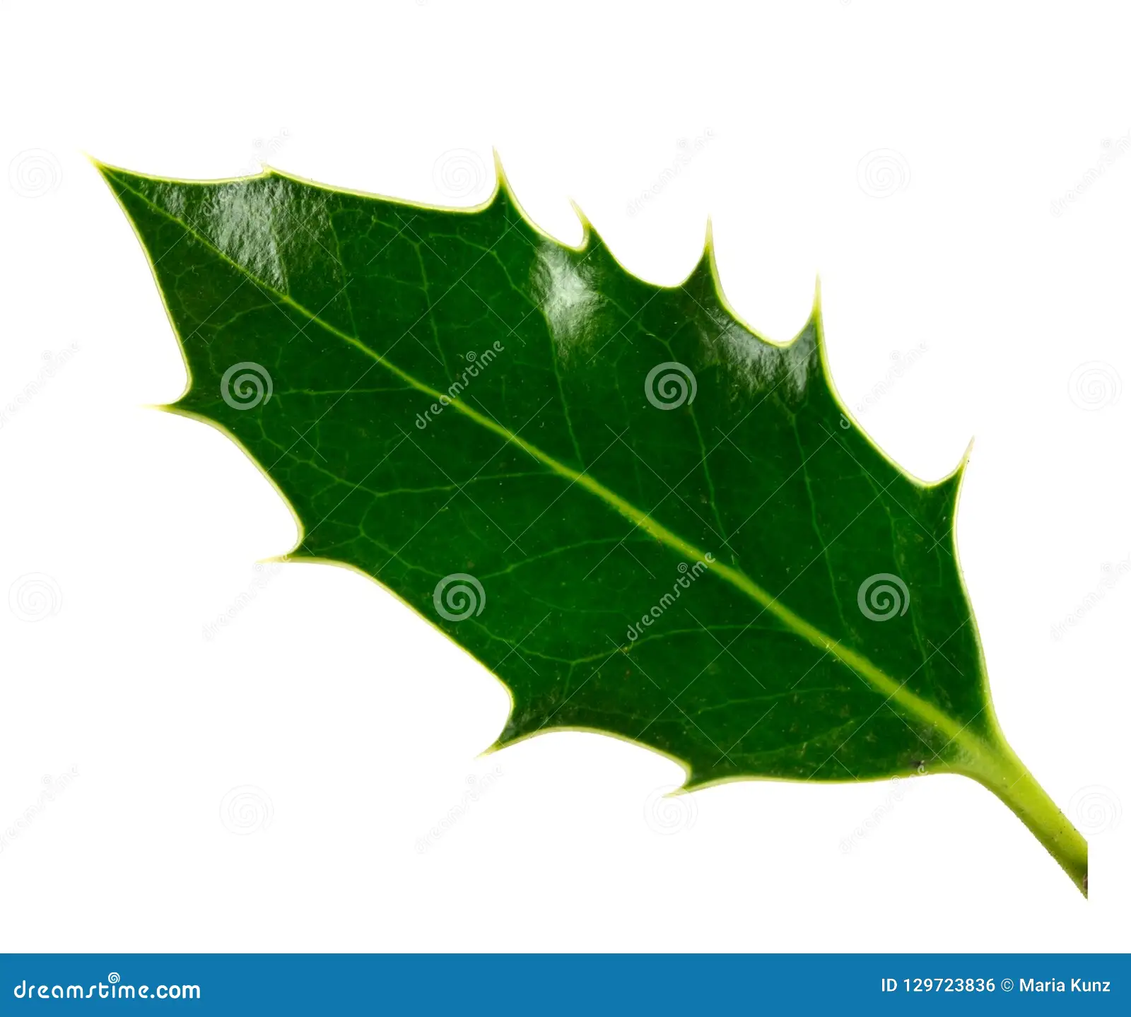 <p>Whose leaf is this?</p>