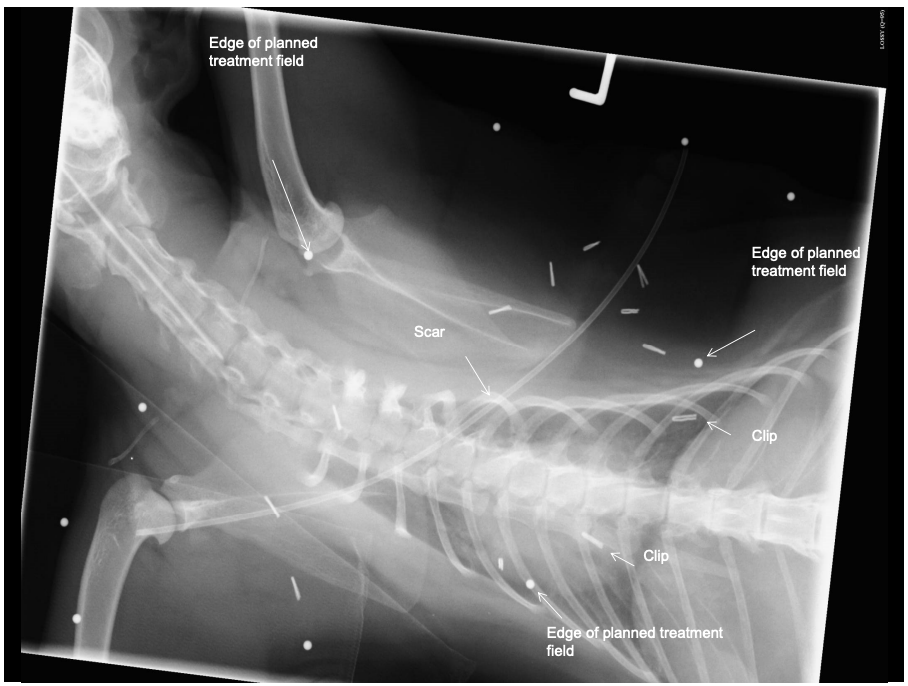 <p>pre-op or <strong>post-operatively</strong></p><ul><li><p>benefit in delaying or preventing recurrence and increasing survival times</p></li></ul><p>Problem with post-op radiation?</p><ul><li><p> Not knowing where tumour was </p></li><li><p>Long and complex scars</p></li><li><p>post-op tissue migration (<strong>use surgical clips!)</strong></p></li><li><p>Unable to identify microscopic disease in the gross cat</p></li><li><p>Important structures deep to tumour bed </p></li></ul><p></p><p>Pre-operative radiation followed by radical surgical excision +/- post operative radiation </p>