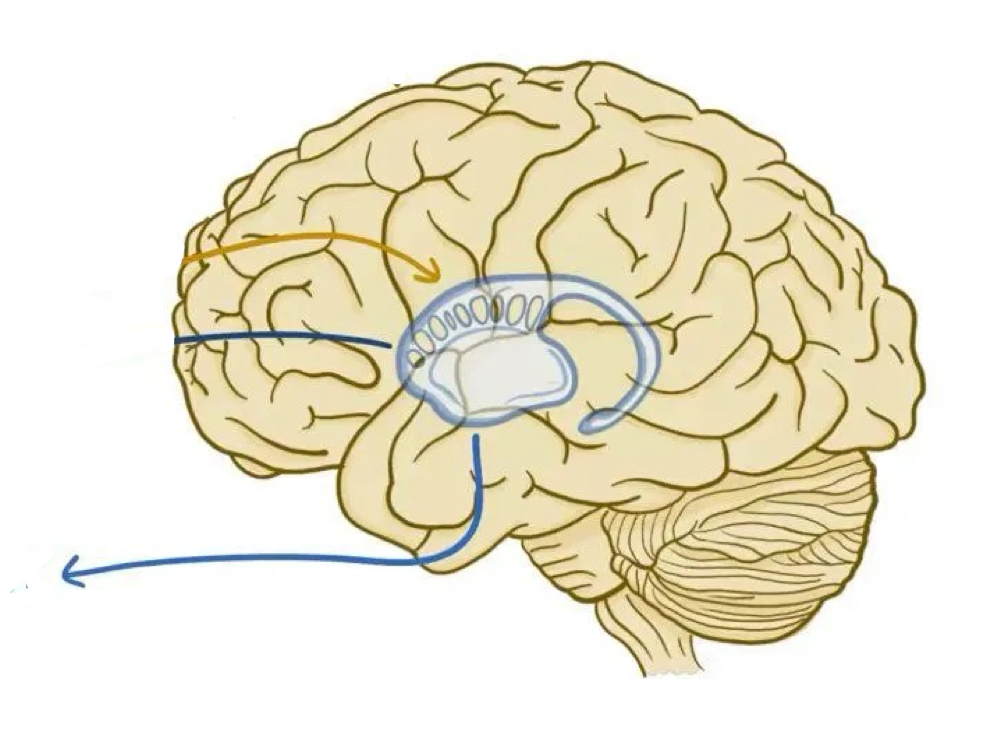 <p>Structures in the forebrain that help to control movement and motor planning</p><ul><li><p>Damage results in Parkinson’s: lack of control over movement and uncontrollable tremors. Tourette’s</p></li><li><p>Complex structures, much unknown</p></li><li><p>Activates before voluntary movement: action selection, motor preparation, timing, task switching</p></li></ul><p></p>