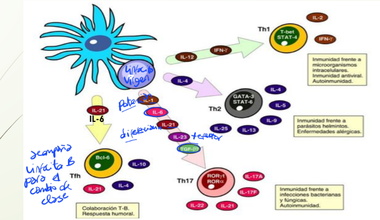 <p>Con<strong> IL-6 y TGF-b. </strong></p><p>Pero si hay<strong> IL-23 </strong>se vuelve más efector</p>
