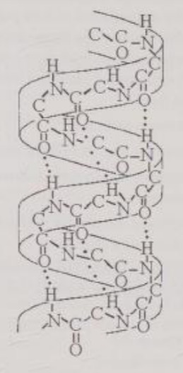 <p>Figure 5.7 best illustrates the </p><p>A) secondary structure of a polypeptide. </p><p>B) tertiary structure of a polypeptide. </p><p>C) quaternary structure of a protein. </p><p>D) double helix structure of DNA. </p><p>E) primary structure of a polysaccharide.</p>