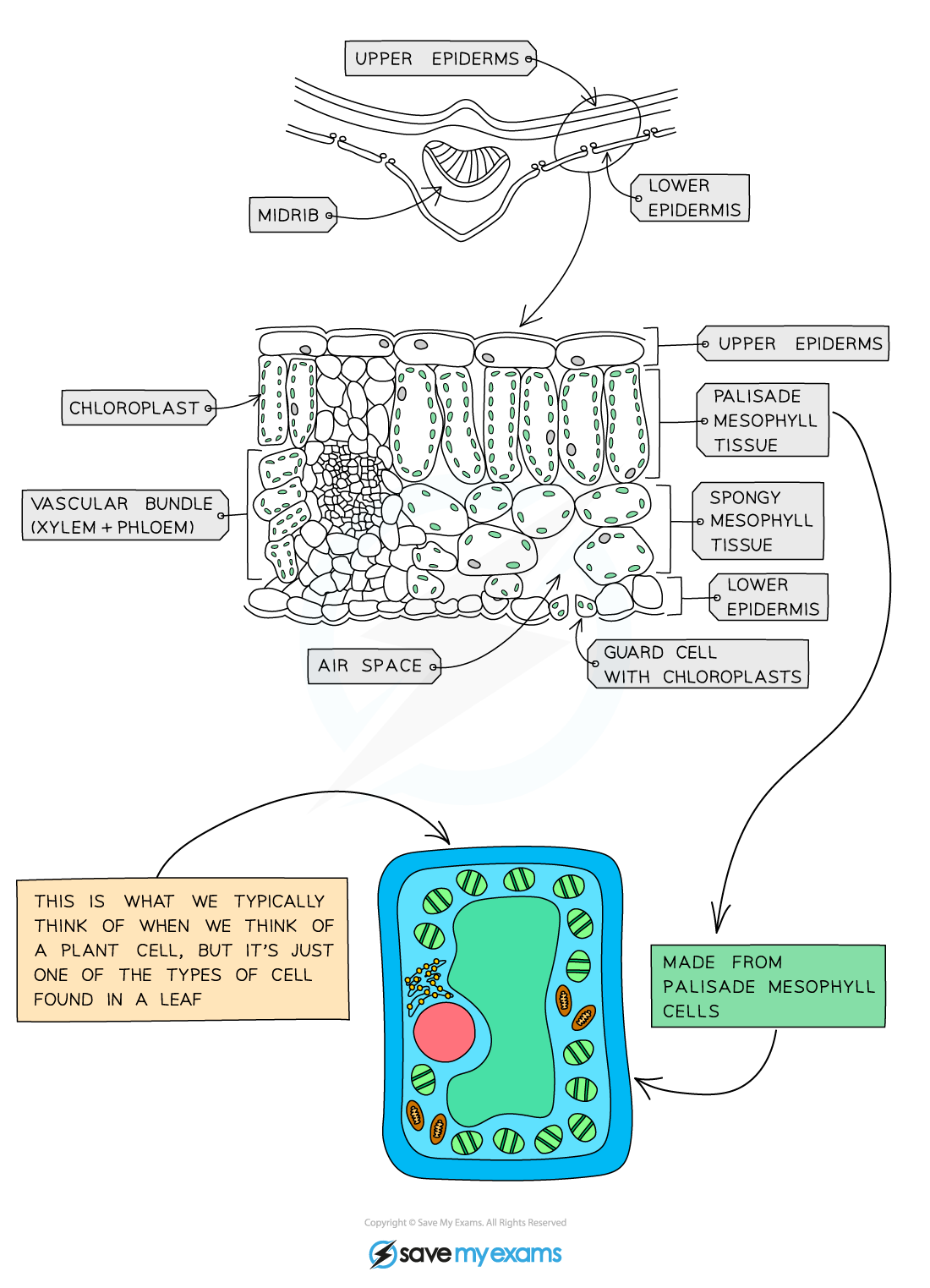 knowt flashcard image