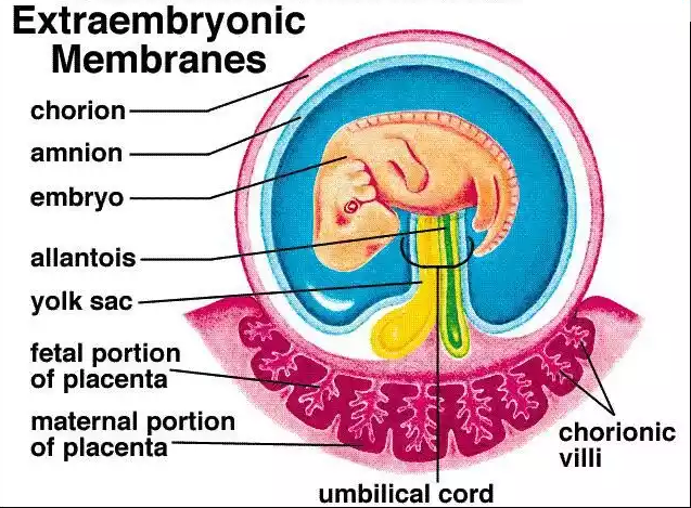 <p>The <strong>chorion</strong>, <strong>yolk sac</strong>, <strong>amnion</strong>, and <strong>allantois</strong> are fetal membranes formed from the <strong>embryo</strong>, but they do <strong>not become significant parts</strong> of the fetus.</p>