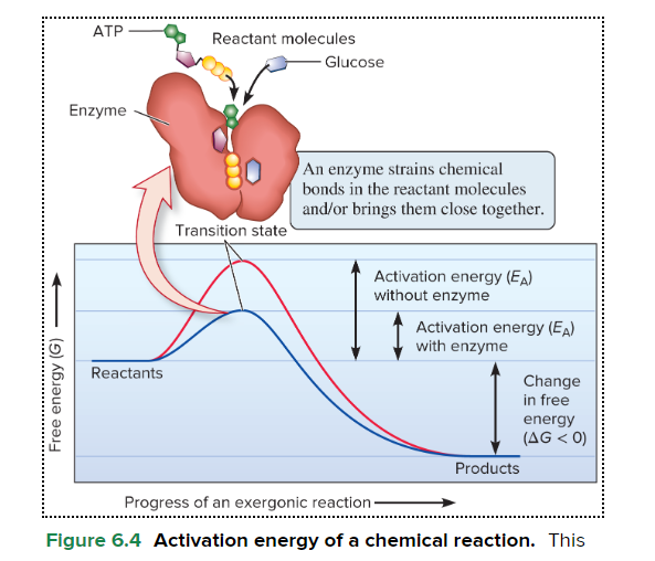<p><span style="font-family: Arial, sans-serif">an initial input in a chemical reaction that allows the molecules to get close enough to cause a rearrangement of bond s</span></p><p><span style="font-family: Arial, sans-serif">(E</span><span><sub>A</sub></span><span style="font-family: Arial, sans-serif">) allows the molecules to get close enough to cause a rearrangement of bonds</span></p>