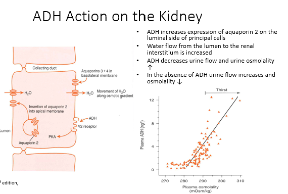 <ul><li><p><strong>ADH increases expression of aquaporin 2</strong> on the luminal side of principal cells</p></li><li><p><strong>Water flow from the lumen to the renal interstitium </strong>is increased</p></li><li><p><strong>ADH decreases urine flow</strong> and<strong> urine osmolality ↑</strong></p></li><li><p>In the absence of ADH urine flow increases and osmolality ↓</p></li><li><p>Stimulus for secretion = Increased Plasma Osmolarity</p></li></ul><p></p>