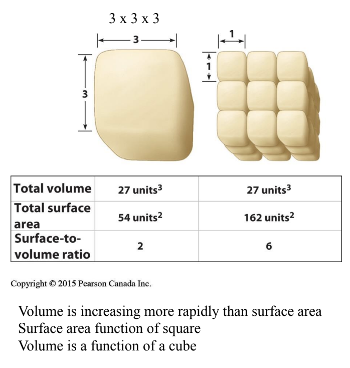 <p>Cube-Square Relationship: Surface area &amp; volume of a solid do not increase linearly with an increase in linear dimensions</p><ul><li><p>Surface area is proportional to (length)<sub><sup>2</sup></sub></p></li><li><p>Volume is proportional to (length)<sup>3</sup></p></li><li><p>Surface area is proportional to (volume)<sup>2/3</sup></p></li></ul><p></p>