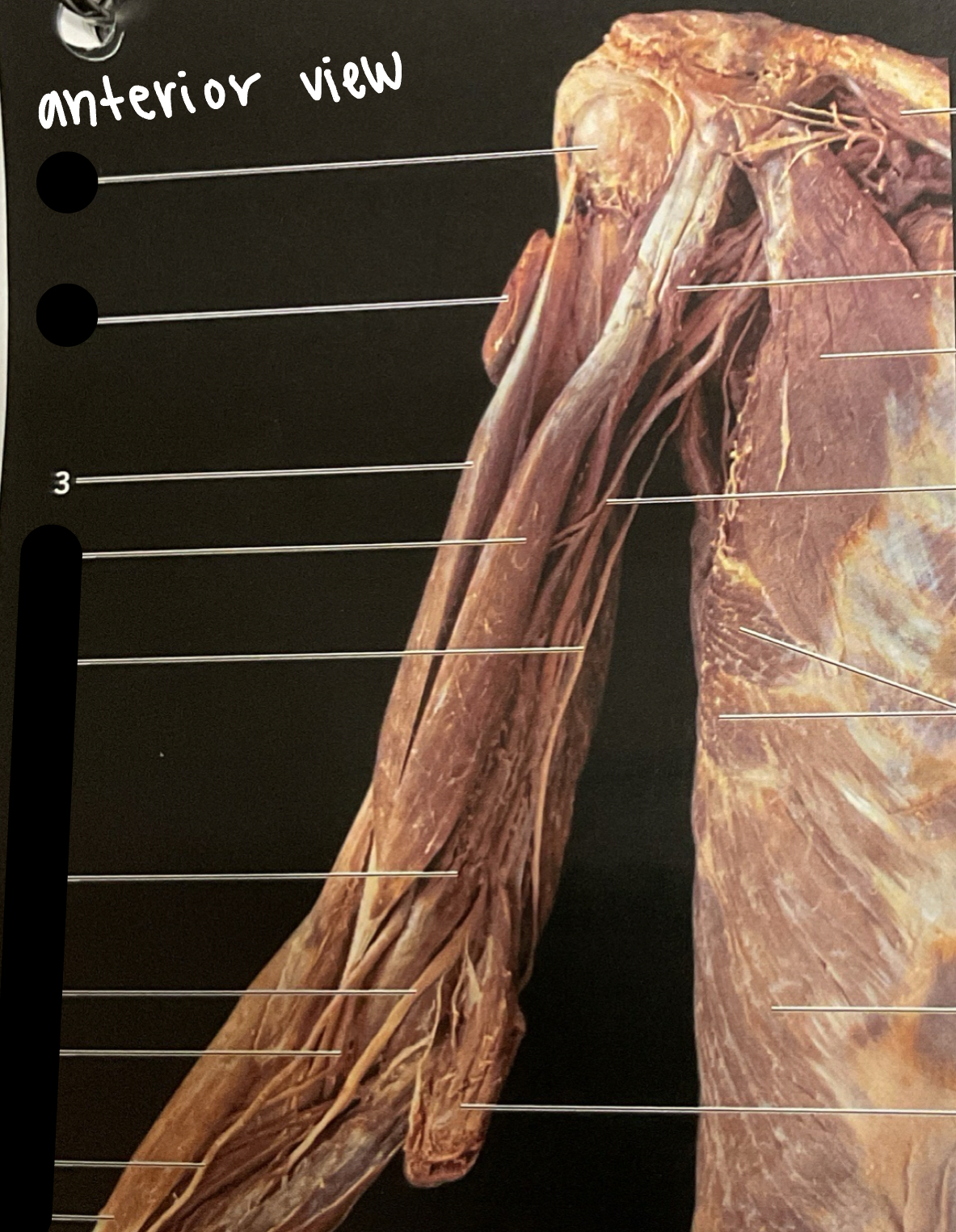 knowt flashcard image