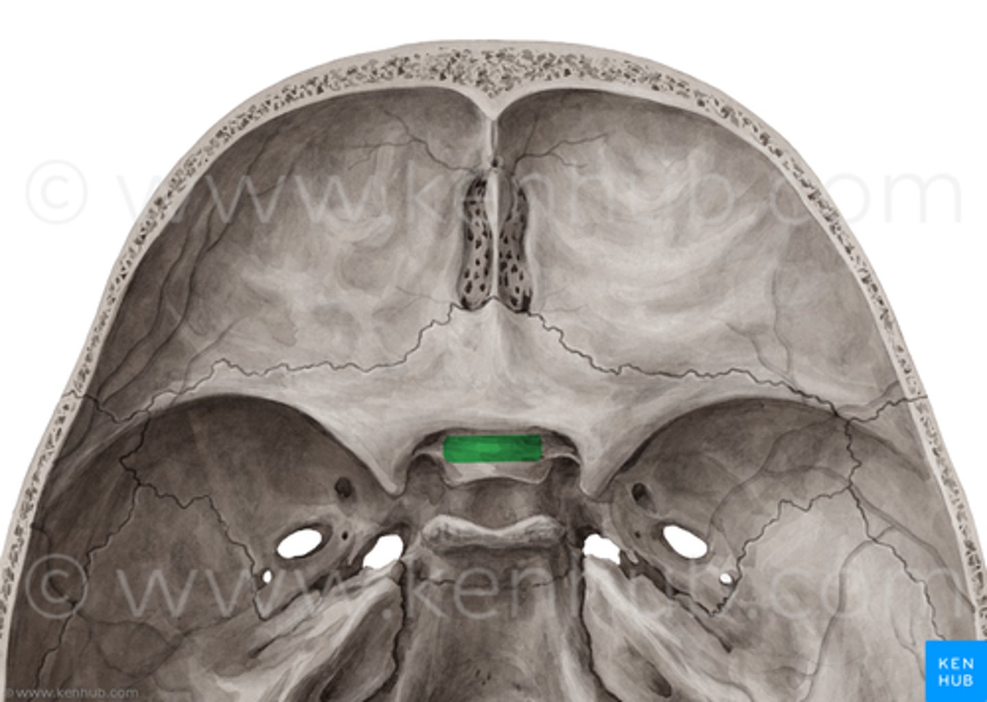 <p>optic chiasm</p>