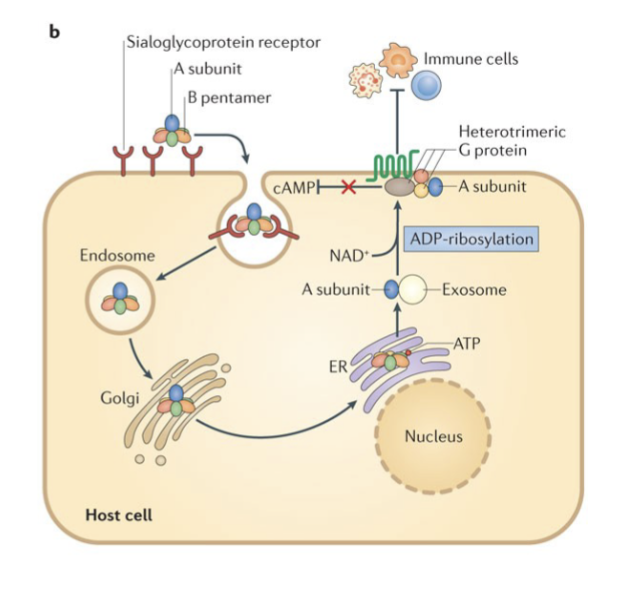 <ul><li><p>PT is secreted from the bacteria and binds to a sialoglycoprotein host cell receptor,</p></li><li><p> PT is then endocytosed and trafficked through the Golgi apparatus to the endoplasmic reticulum (ER).</p></li><li><p> In the ER, the B pentamer binds to ATP and dissociates from the A subunit.</p></li><li><p> The A subunit is then transported on exosomes to the cytoplasmic membrane</p></li><li><p>There, PT ADP-ribosylates the α- subunit of heterotrimeric G proteins.</p></li><li><p> <strong>This modification inhibits G proteins function, including their ability to inhibit cyclic AMP (cAMP) formation.</strong></p></li><li><p> <strong>The result of these modifications is high cAMP levels and an overall inhibition of immune cell recruitment to the site of infection</strong></p></li></ul><p></p>