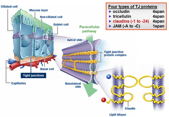 <p>types of protein present: all homophilic and all part of the CAM superfamily but have features which are specific to tight junctions. Dont individually have roles, only structural roles in maintaining tight junctions </p><p>CLAUDINS </p><ul><li><p>4 pass transmembrane proteins that constitute the TJ strands </p></li><li><p>important for the strength of the TJs </p></li></ul><p>JAMS</p><ul><li><p>junctional adhesion molecules </p></li><li><p>single transmembrane proteins </p></li></ul><p>OCCLUDIN </p><ul><li><p>4 pass transmembrane protein localised at TJs </p></li></ul><p>ZO </p><ul><li><p>important for scaffolding and attaching claudins and occludins to the intracellular cytoskeleton </p></li></ul><p></p>