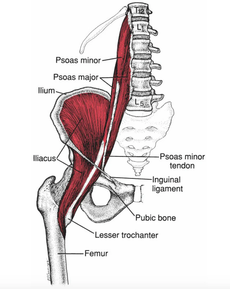 <p><span>•Primary flexor of the hip&nbsp;</span></p><p><span>•Important role in maintaining lumbosacral angle.</span></p><p><span>•Composed of psoas major and iliacus muscles.</span></p><p><span>•Origin T12-L5 vertebral bodies, insertion lesser trochanter of femur.</span></p><p><span>•Somatic dysfunction of iliopsoas very common, usually secondary to prolonged shortening of the muscle.</span></p>