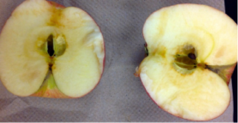 ovary wall papery, fleshy part is expanded receptacle