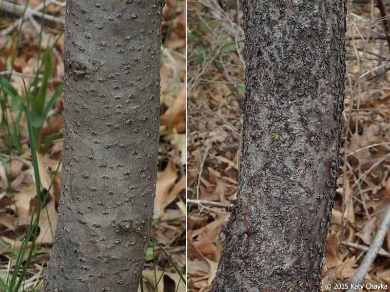 <p>staghorn sumac, Rhus typhina, Anacardiaceae</p>
