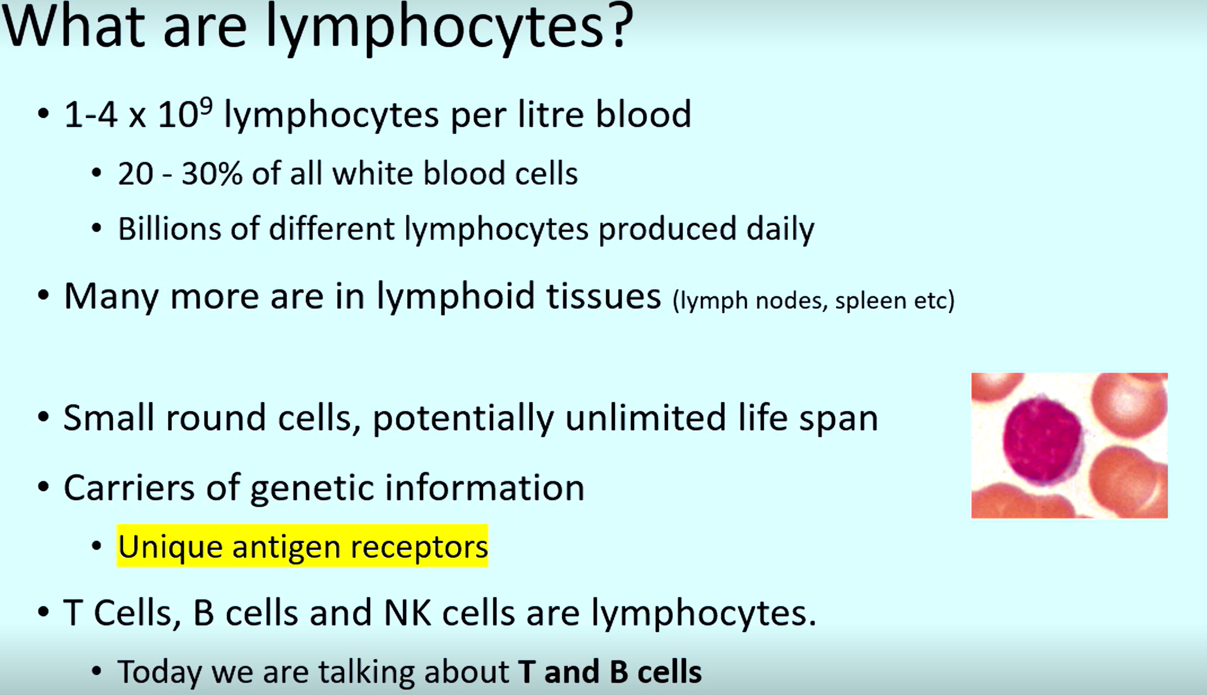 <p>Lymphocytes</p>