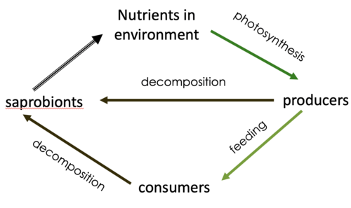 the nutrient is taken up by producers as simple, inorganic molecules.
the producer incorporates the nutrient into complex organic molecules.
when the producer is eaten, the nutrient passes into consumers.
it then passes along the food chain when these animals are eaten by other consumers.
when the producers & consumers die, their complex molecules are broken down by saprobiontic microorganisms (decomposers) that release the nutrient in its original simple form back to the environment.