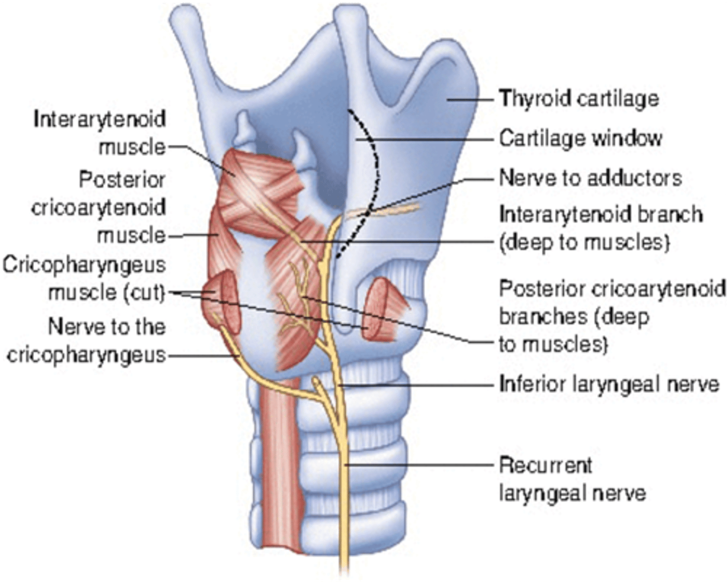 <p>Recurrent laryngeal nerves (of the vagus nerve)</p>