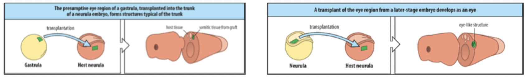 <p>what do we learn from the “determination of the eye region with time in amphibian development”?</p><p>Yellow tissue in diff. embryo - fated to become eye tissue and when transplanted into embryo it does not become and eye</p><p>It become a trunk as it is in that area during early development</p><ul><li><p>Later on in development in eye area is develop into an eye in the trunk region</p></li><li><p>Extrinsic factors that influence cell after can change during the phase of developmen</p></li></ul>