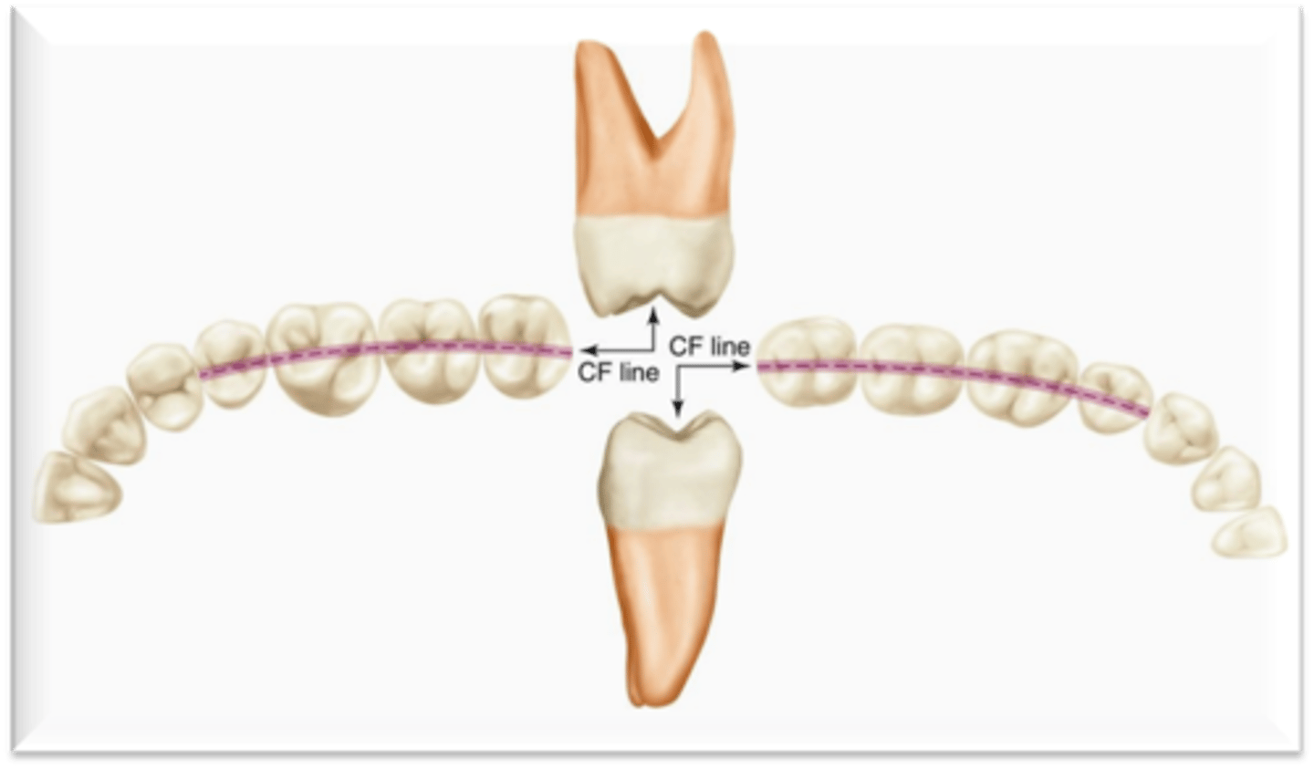 <p>What connects the central grooves of the posterior teeth?</p>