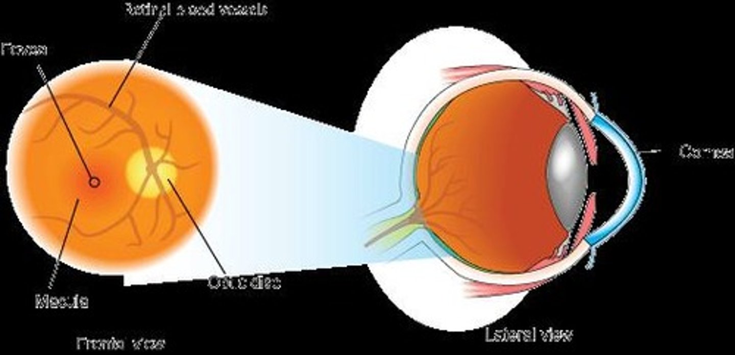 <p>Region of highest visual acuity in the retina.</p>