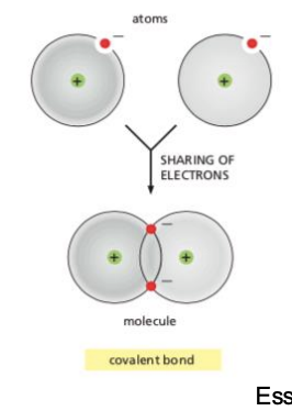 <ul><li><p><span><span>A chemical bond formed by a shared pair of electrons holding two different atoms together.</span></span></p></li><li><p><span style="background-color: inherit; line-height: 19.55px; color: windowtext;"><span>Covalent: sharing e-</span></span><span style="line-height: 19.55px; color: windowtext;"><span> </span></span></p></li></ul><p></p>