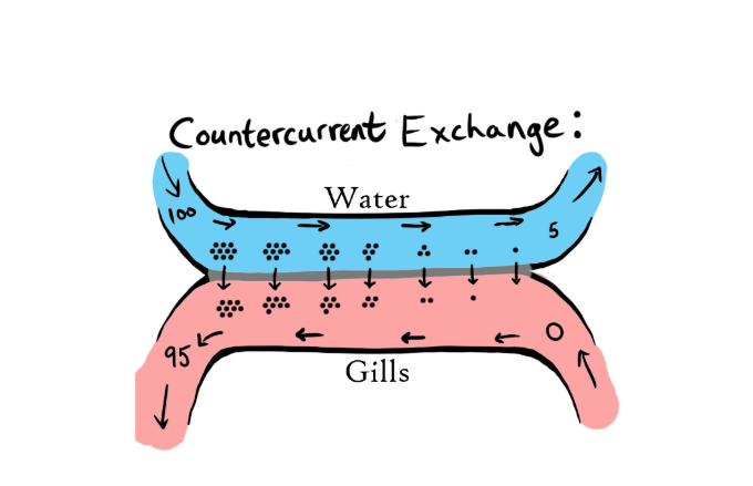 <ul><li><p>Water and blood flow in opposite directions </p></li><li><p>Maintains a concentration gradient </p><ul><li><p>Oxygen diffuses into the blood along the entire length </p></li></ul></li></ul><p></p>