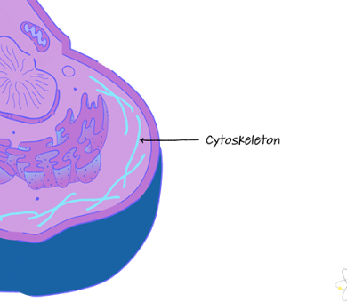 <p>fiber network that supports cell and enables motility (of motor proteins)</p>
