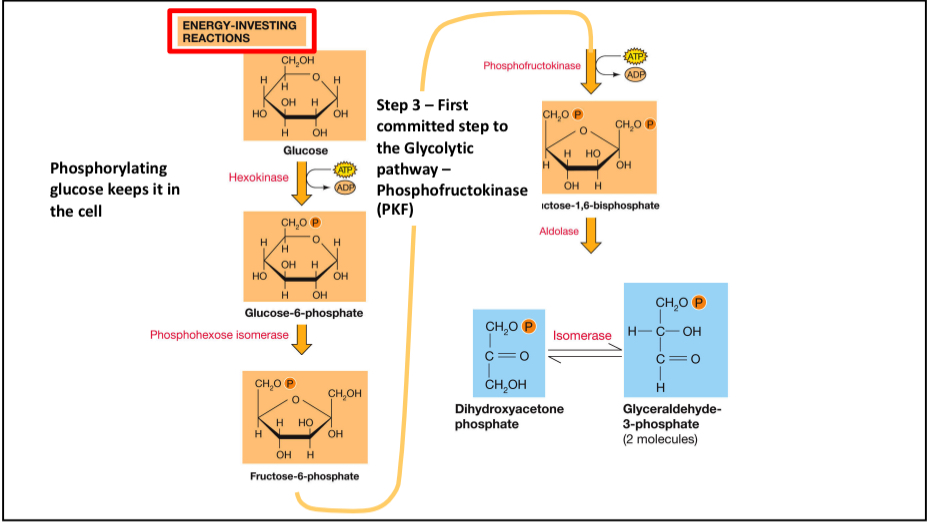 <p>5 steps, net 2 ATP. Creates 2 molecules of GAPs. Step 3 commits to glycolysis via Phosphofructokinase (PFK).</p>