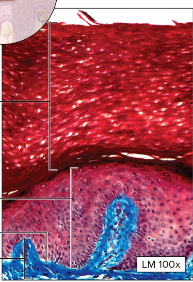 <p>What type of epithelial tissue is this?</p>