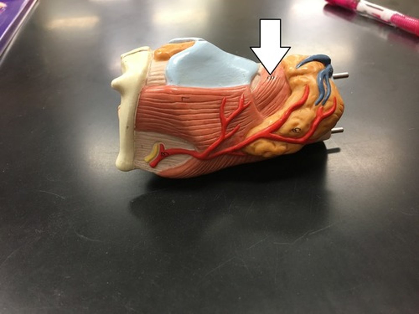 <p>lengthens and tenses the vocal folds, resulting in pitch change</p><p>- Innervated by Superior Laryngeal Nerve</p>