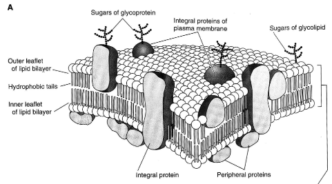 <ul><li><p>integral protein - attached to both lipid layers</p></li><li><p>semi-integral protein - attached to one of the lipid layers</p></li><li><p>peripheral proteins - attached to the head of the lipid molecules</p></li><li><p>COOH and PO4 ends</p></li></ul><p></p>
