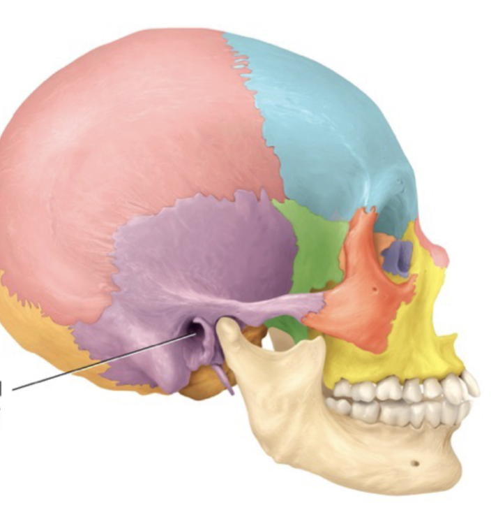 <p>A tube-like opening</p>
