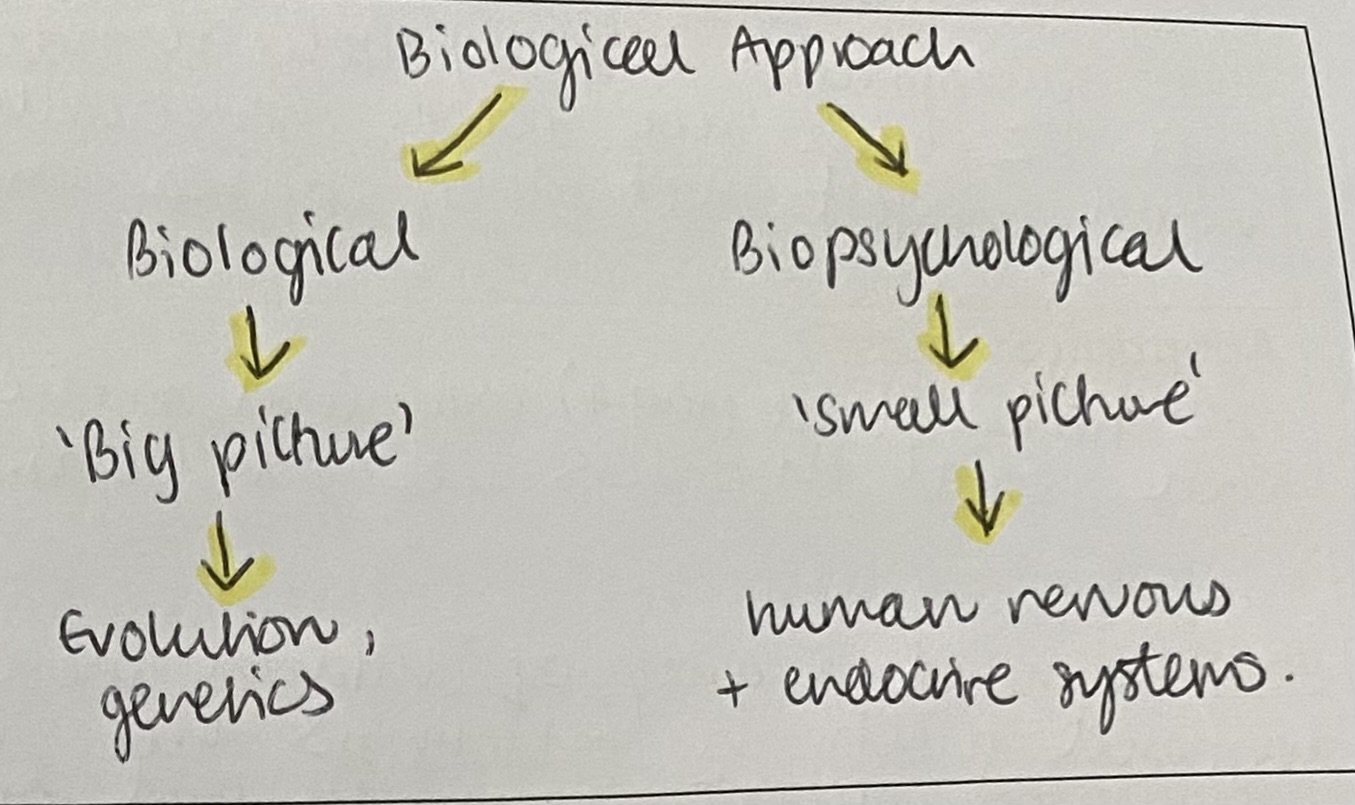 <p>Diagram for the main assumptions of the biological approach=</p><p></p>