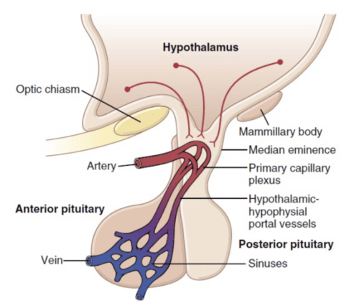 <p>How does the hypothalamus control PTH, insulin, glucagon, and calcitriol?</p>