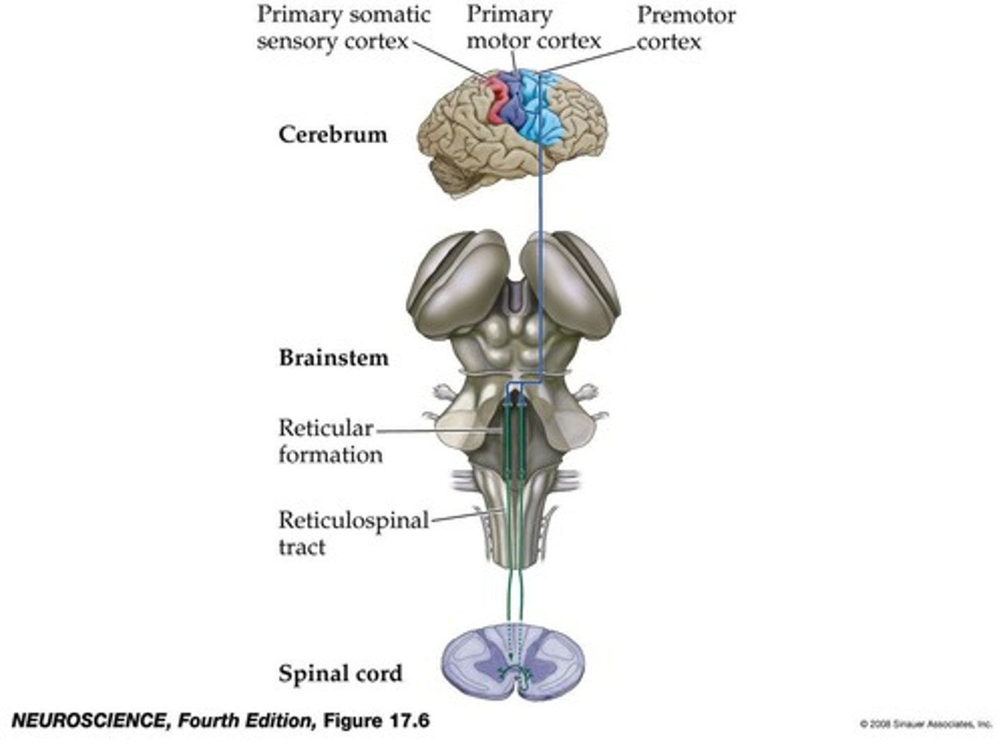 <p>They convey signals from the cortex to lower motor neurons in the brainstem.</p>