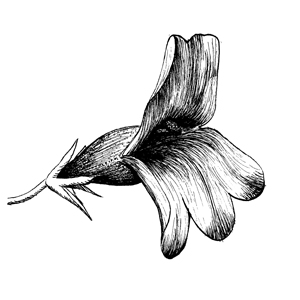 <p>Two lipped</p>