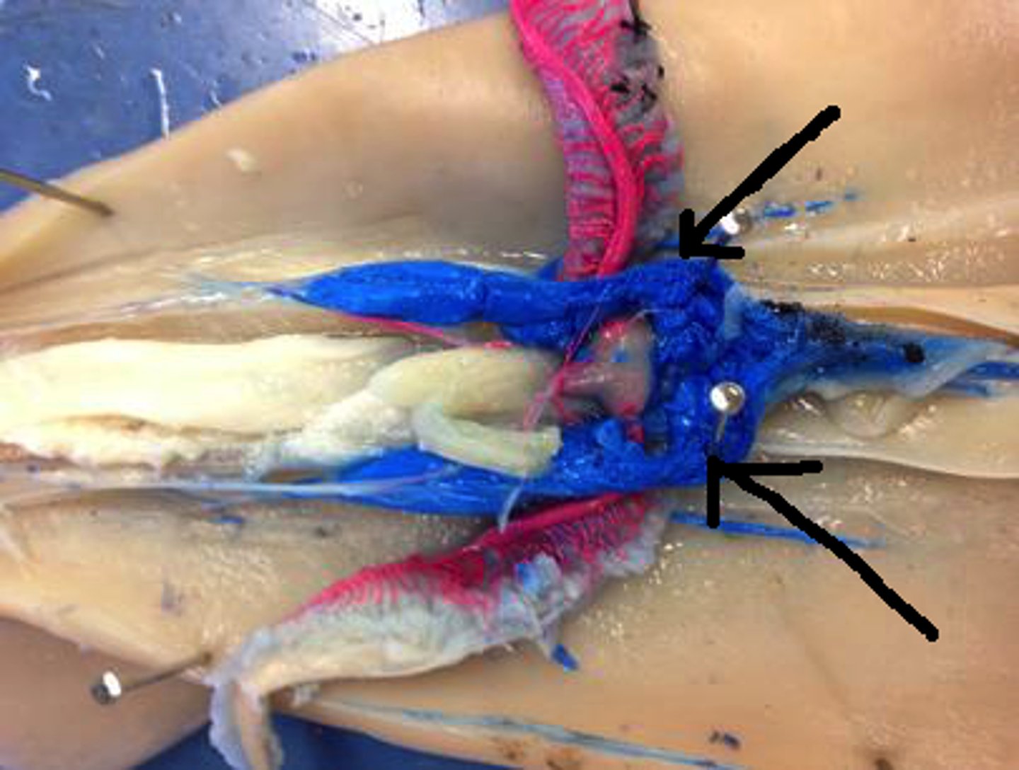 <p>two hearts that supply the gills</p>
