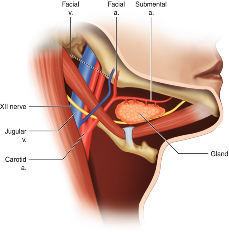 <ul><li><p>dental abscesses*</p></li><li><p>submandibular lymph nodes, and part of the parotid gland</p></li><li><p>facial artery + vein, submental artery + vein, lingual artery + vein</p></li><li><p>mylohyoid nerve and hypoglossal nerve (XII)</p></li></ul><p></p>