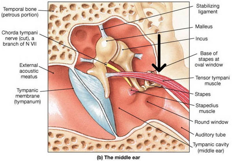 <p>innervation: CN V (trigeminal mandibular division)</p>