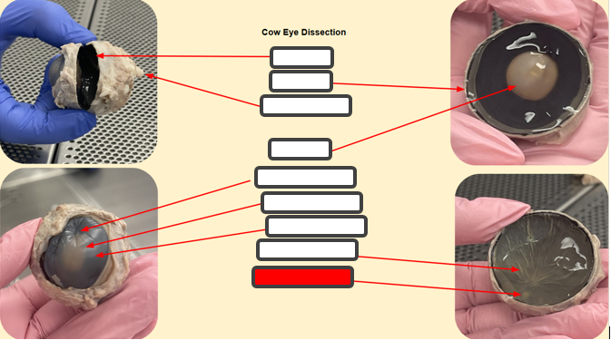 <p>Label </p>
